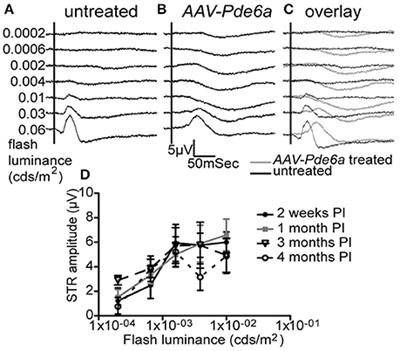 Gene Therapy in a Large Animal Model of PDE6A-Retinitis Pigmentosa